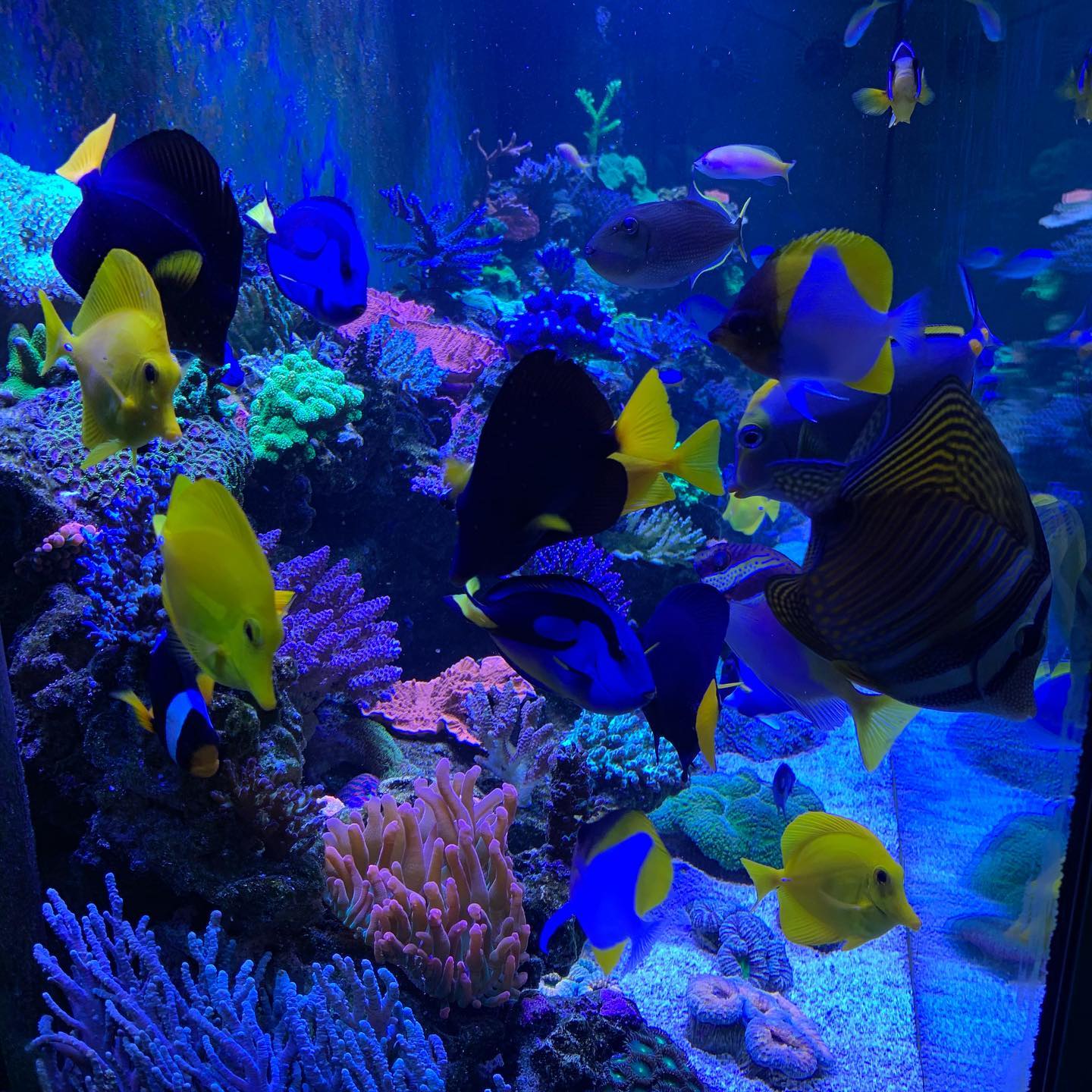 tropical fish swimming in an aquarium