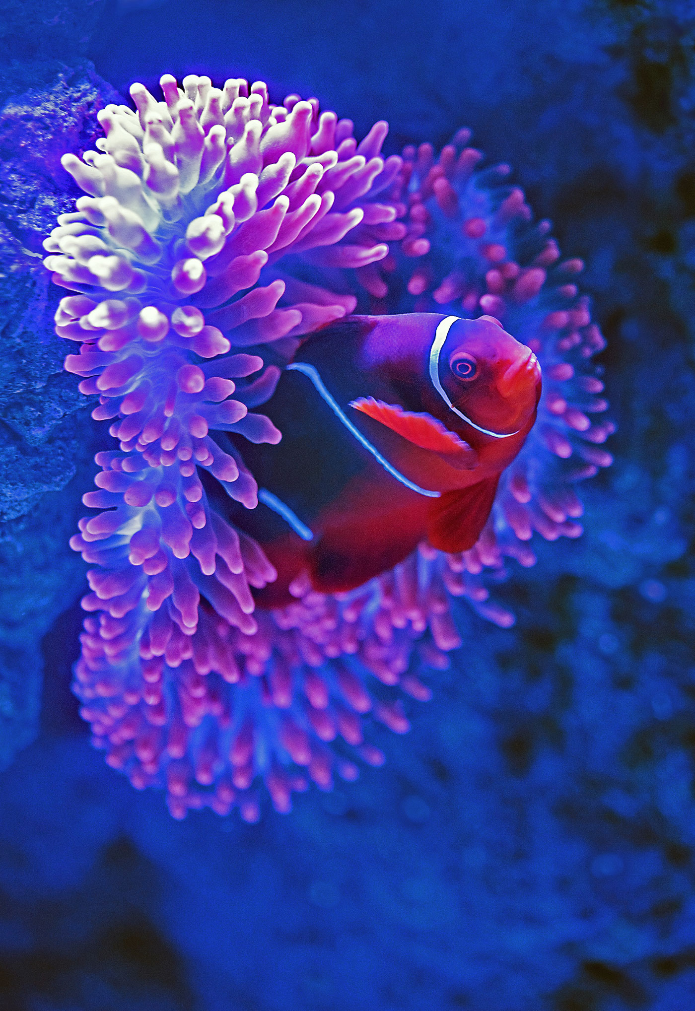 clownfish poking his head out of a sea anemone