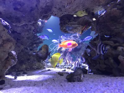 tropical fish swimming in between stones