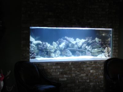 built in aquarium illuminated at night