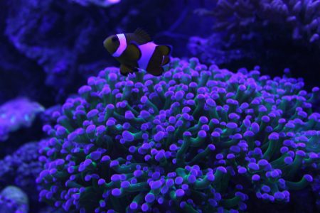 clown fish swimming near sea anemone