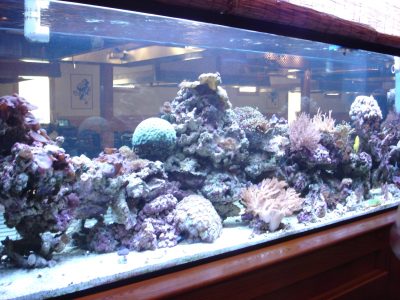 aquarium with a variety of coral