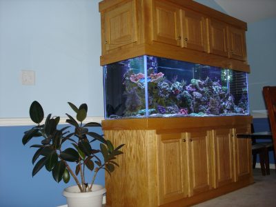 built in aquarium