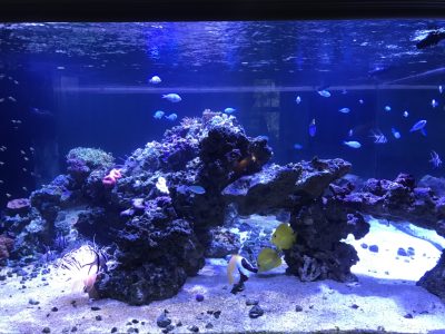 large aquarium with a variety of tropical fish