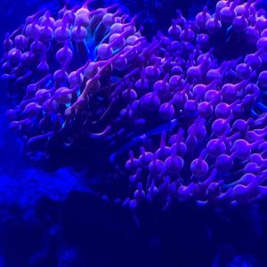 coral in an aquarium illuminated in purple light