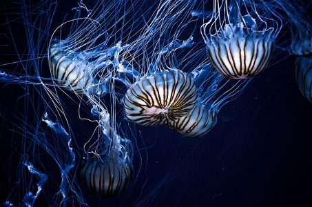 jellyfish swimming in an aquarium