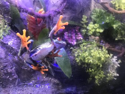 small frog crawling along a glass tank