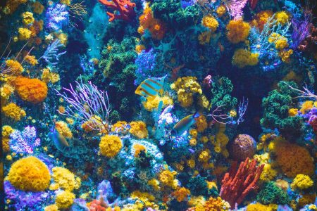 tropical fish swimming near brightly colored coral