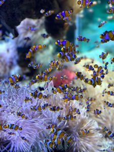 baby clownfish swimming near their sea anemone home